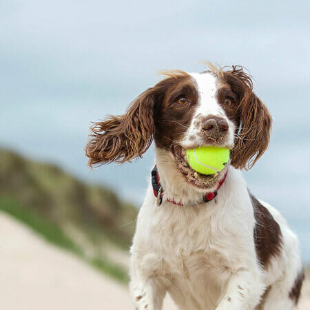 Dog Friendly Beaches in Norfolk Brancaster