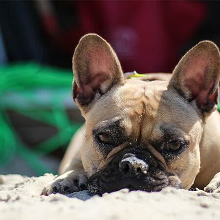Dog Friendly Beaches in Norfolk Cley-next-the-Sea