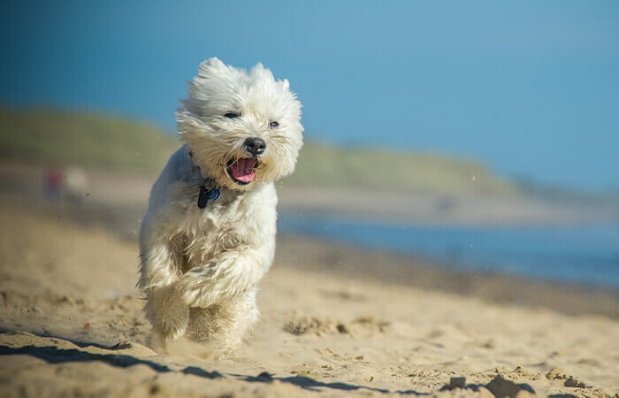 Dog Friendly Beaches in Norfolk Cromer