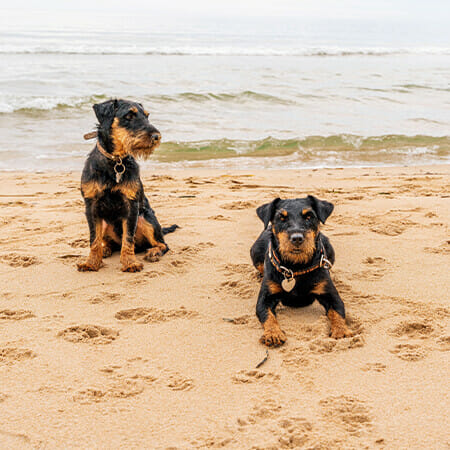 Dog Friendly Beaches in Norfolk Hunstanton