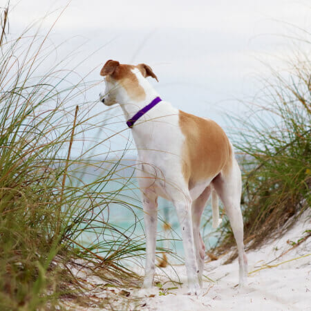 Dog Friendly Beaches in Norfolk Sea Palling