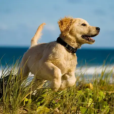 Dog-Friendly-Beaches-in-Norfolk-Snettisham