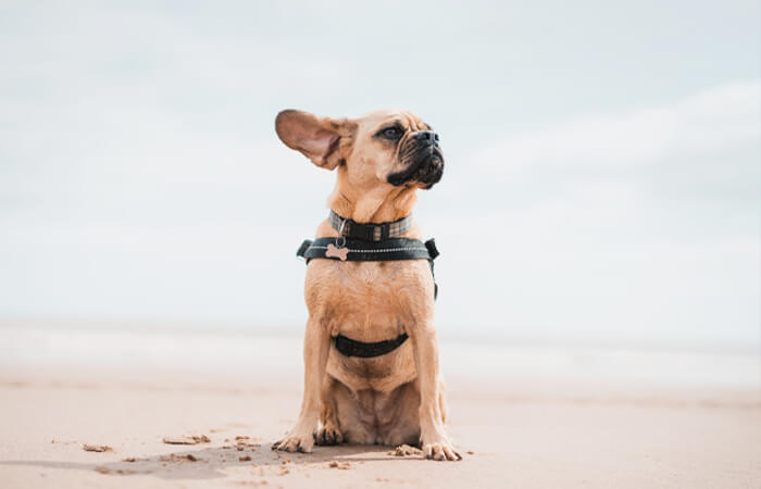 Dog Friendly Beaches in Norfolk Wells-next-the-Sea
