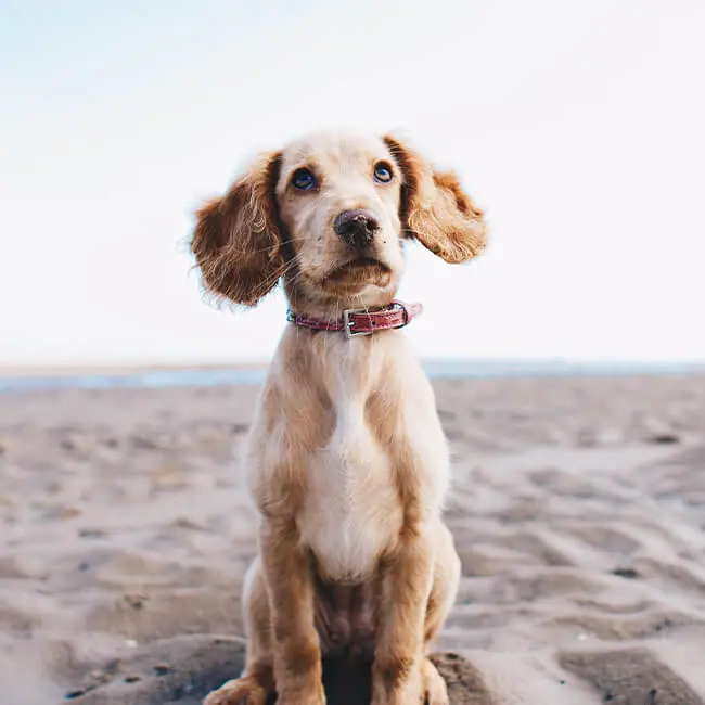Dog Friendly Fabulous Norfolk Holiday Cottages