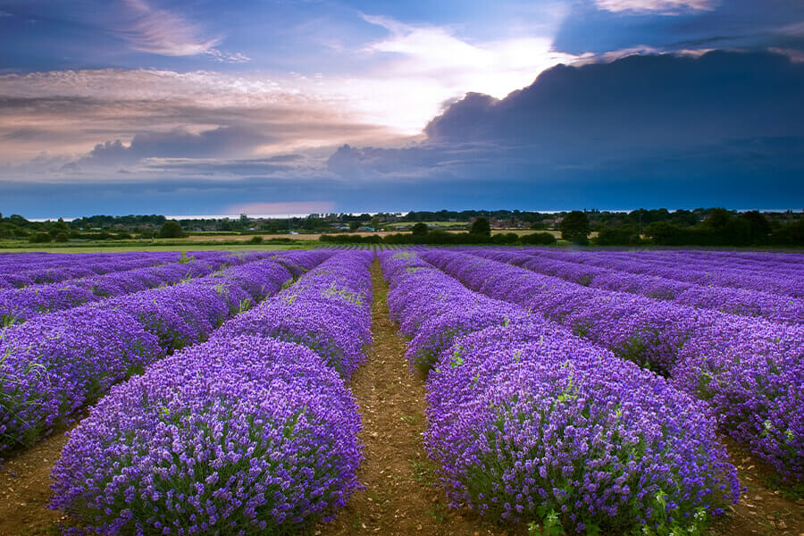 Visit Fabulous Norfolk Lavender