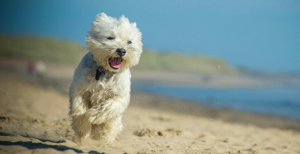 Dog friendly Brancaster beach Fabulous Norfolk
