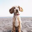 Dog friendly Norfolk fabulous holiday cottages